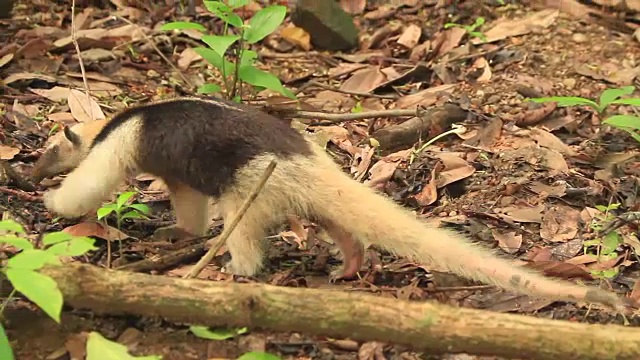 食蚁行走(四趾Tamandua)视频素材