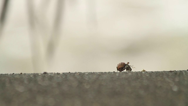 在沙滩上漫步的寄居蟹视频素材