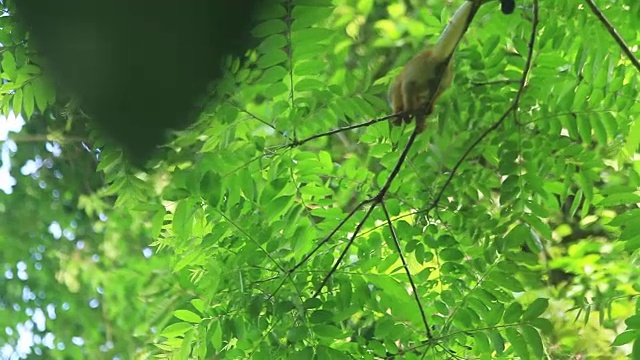 松鼠猴(Saimiri oerstedii)视频素材