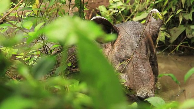 Tapir Bathing(但继续吟唱)视频素材