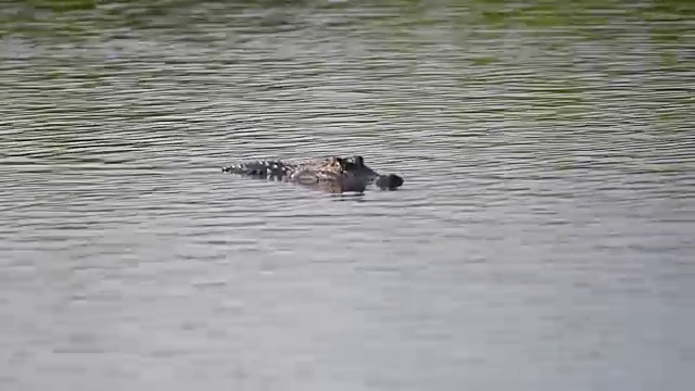 水中的鳄鱼视频素材