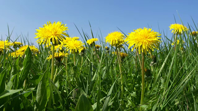 蒲公英(Traxacum officinale)花对抗晴朗的蓝天。巴伐利亚,德国。视频素材