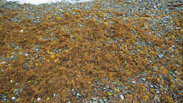 暴风雨过后，海草长在海岸边视频素材