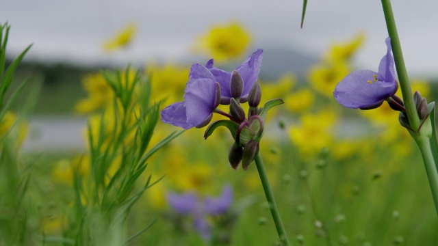 挥舞的野花/威奇托山野生动物保护区，俄克拉荷马州，美国视频素材