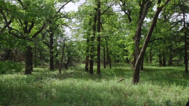 林地和草地/威奇托山野生动物保护区，俄克拉荷马州，美国视频素材