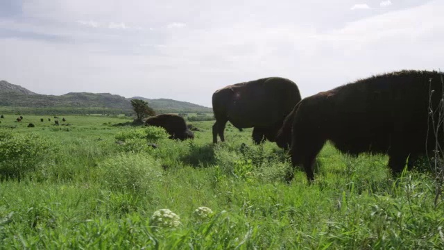 美洲野牛在草地上吃草/威奇托山野生动物保护区，俄克拉荷马州，美国视频素材