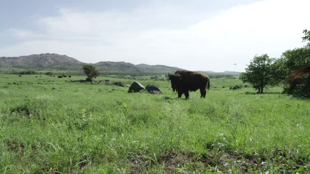 美洲野牛在草地上吃草/威奇托山野生动物保护区，俄克拉荷马州，美国视频下载