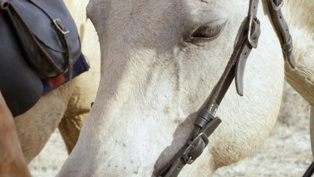 MS Man with gun and riding horse / Montana，美国视频素材