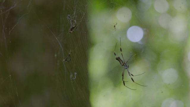 MS Spider on Spider web / Barro Colorado Island，巴拿马视频素材