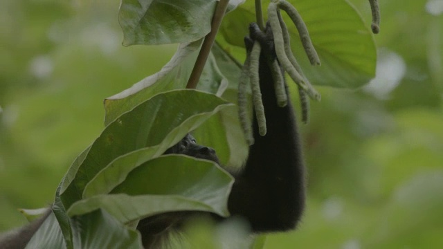 这只猴子在巴拿马的巴罗科罗拉多岛的树枝上吊着吃东西视频素材