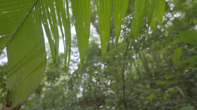 鸟窝挂在绿树上/巴罗科罗拉多岛，巴拿马视频素材