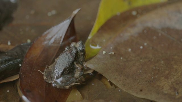 MS Frog on leaf / Barro Colorado Island，巴拿马视频下载