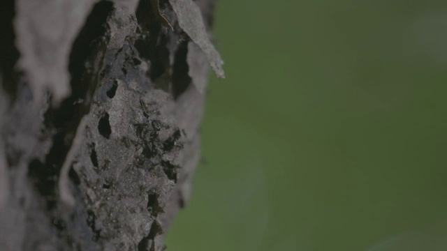 位于巴拿马Barro Colorado岛的cuazteca蚂蚁视频素材