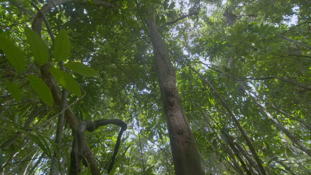 蚂蚁在一棵树上筑巢/巴拿马的巴罗科罗拉多岛视频素材