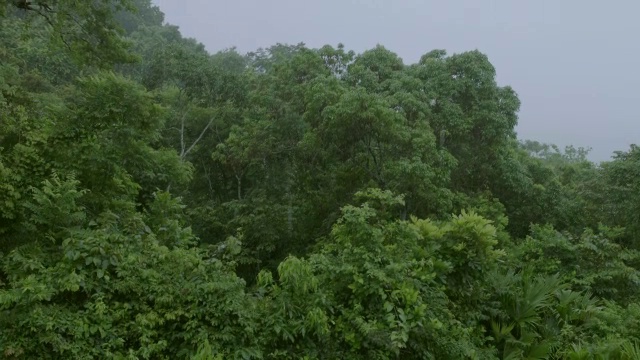 WS TU雨落在森林/巴罗科罗拉多岛，巴拿马视频素材