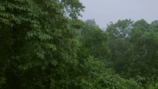 在巴拿马的巴罗科罗拉多岛的森林里有雨视频素材