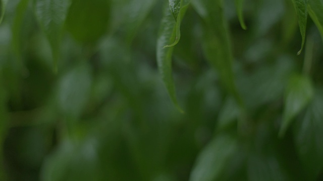 雨落在森林里的树上/巴罗科罗拉多岛，巴拿马视频素材