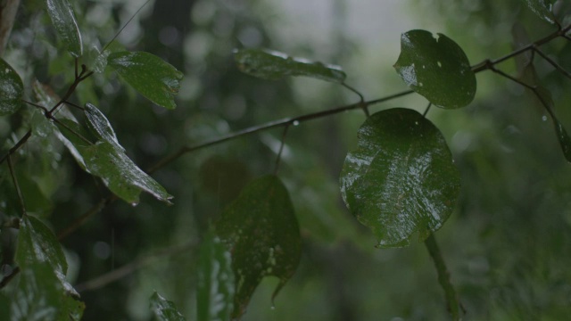 雨落在森林里的树上/巴罗科罗拉多岛，巴拿马视频素材