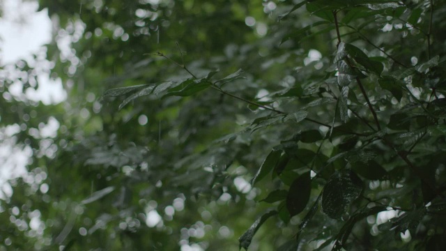 雨落在森林里的树上/巴罗科罗拉多岛，巴拿马视频素材