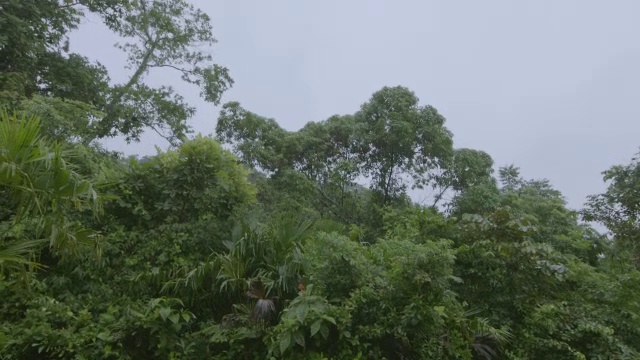 巴拿马巴罗科罗拉多岛热带雨林景观视频素材