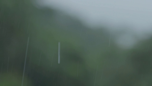 热带雨林/巴罗科罗拉多岛，巴拿马视频素材