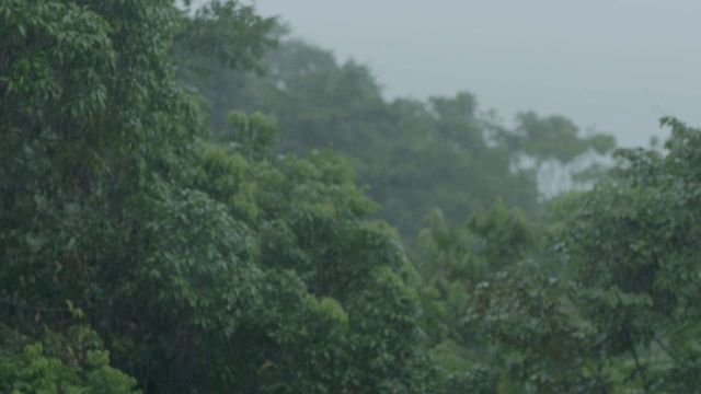 巴拿马巴罗科罗拉多岛森林中的降雨视频素材