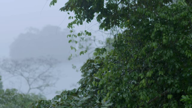 热带雨林/巴罗科罗拉多岛，巴拿马视频素材