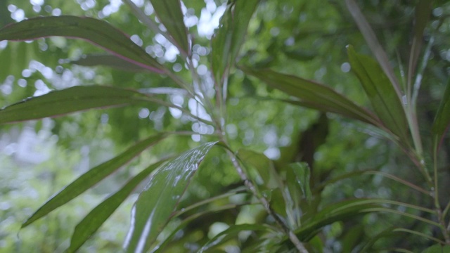 雨落在森林里的树上/巴罗科罗拉多岛，巴拿马视频素材