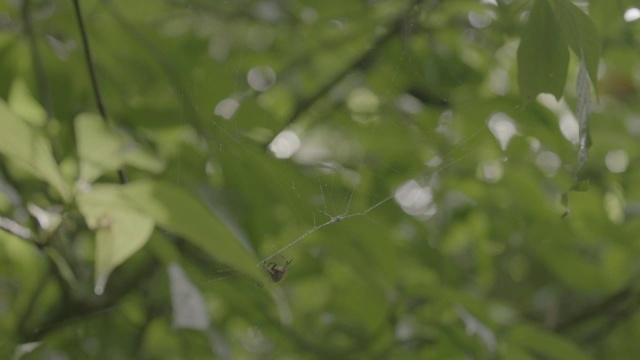 MS Spider on Spider web / Barro Colorado Island，巴拿马视频素材