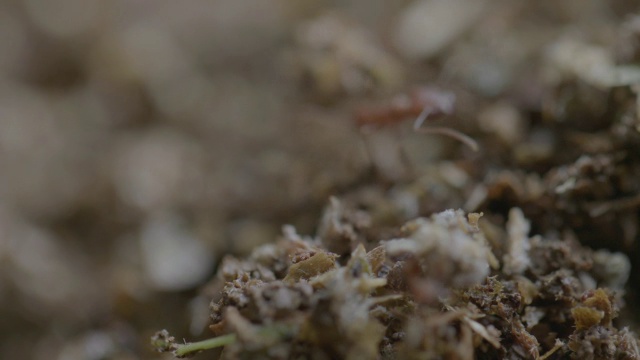 巴拿马巴罗科罗拉多岛热带雨林蚁巢外的切叶蚁视频素材