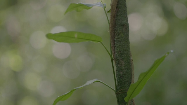 长在树干上的常春藤/巴罗科罗拉多岛，巴拿马视频素材