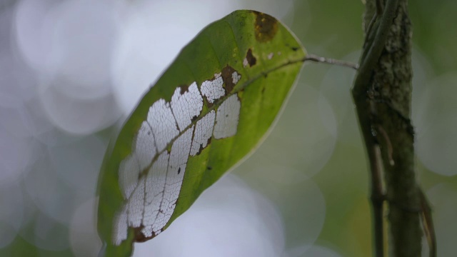 热带雨林中干燥的常青藤叶子摇曳着，巴拿马的巴罗科罗拉多岛视频素材