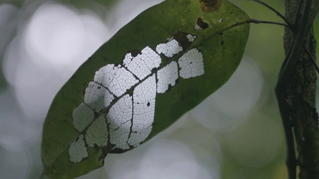 热带雨林中干燥的常青藤叶子摇曳着，巴拿马的巴罗科罗拉多岛视频素材