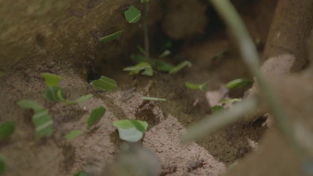 巴拿马巴罗科罗拉多岛，森林地面上的切叶蚂蚁视频素材