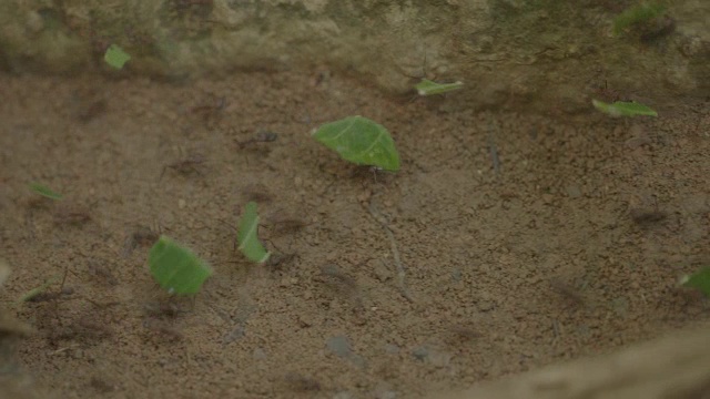 巴拿马巴罗科罗拉多岛，森林地面上的切叶蚂蚁视频素材