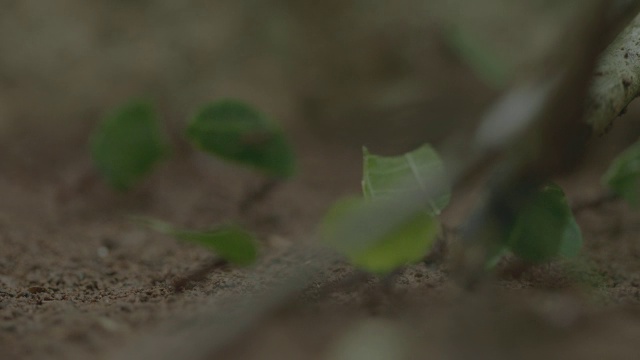 巴拿马巴罗科罗拉多岛，森林地面上的切叶蚂蚁视频素材