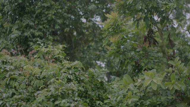 暴雨落在热带雨林的树上/巴罗科罗拉多岛，巴拿马视频素材