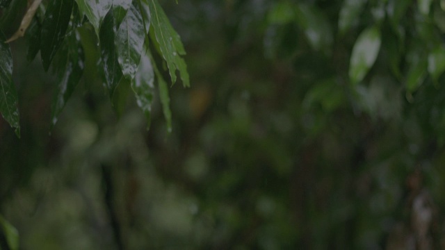 雨落在热带雨林的树上/巴罗科罗拉多岛，巴拿马视频素材