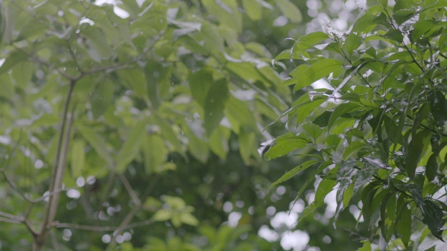 暴雨落在热带雨林的树上/巴罗科罗拉多岛，巴拿马视频素材