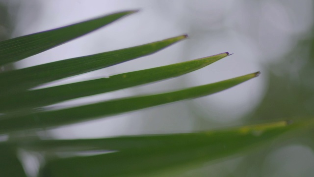 暴雨落在热带雨林的树上/巴罗科罗拉多岛，巴拿马视频素材