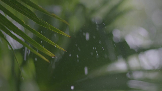 暴雨落在热带雨林的树上/巴罗科罗拉多岛，巴拿马视频素材