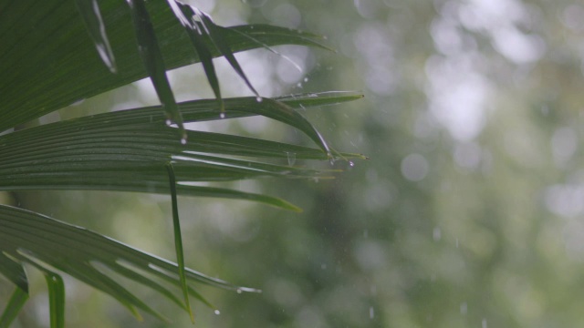 暴雨落在热带雨林的树上/巴罗科罗拉多岛，巴拿马视频素材