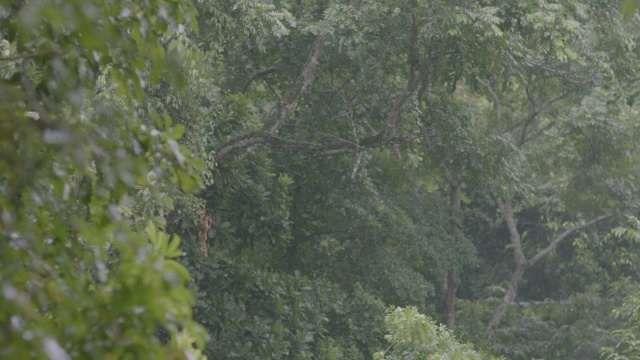 雨落在热带雨林的树上/巴罗科罗拉多岛，巴拿马视频素材