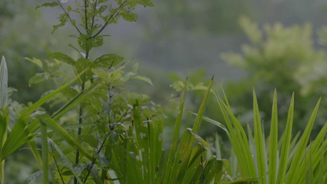 雨后热带雨林中的绿树/巴罗科罗拉多岛，巴拿马视频素材