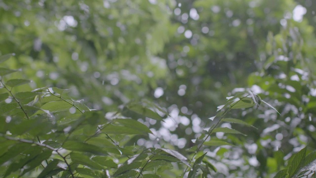 雨落在热带雨林的树上/巴罗科罗拉多岛，巴拿马视频素材