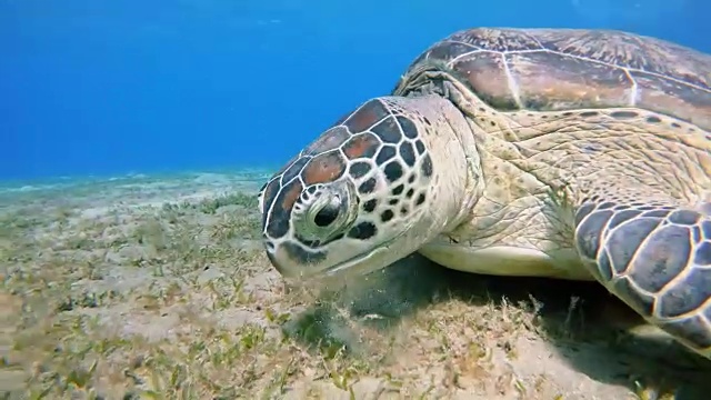 绿海龟(绿海龟)视频下载