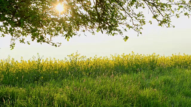 早晨，阳光明媚的油菜田上的苹果树，德国巴伐利亚州，米尔滕贝格，斯佩萨特视频素材