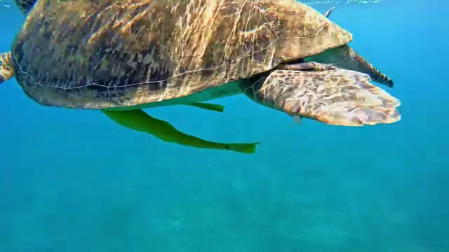 绿海龟(绿海龟)视频素材