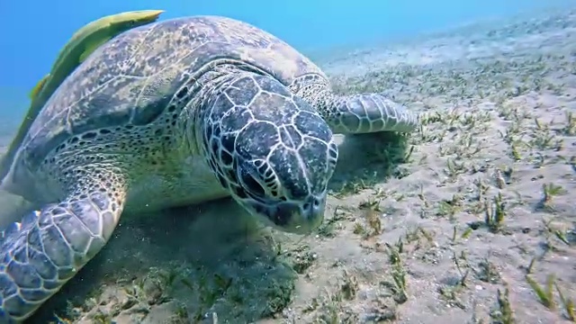 绿海龟(绿海龟)视频素材