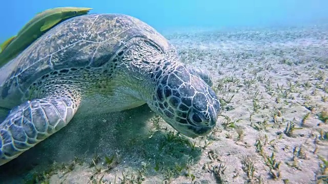 绿海龟(绿海龟)视频素材